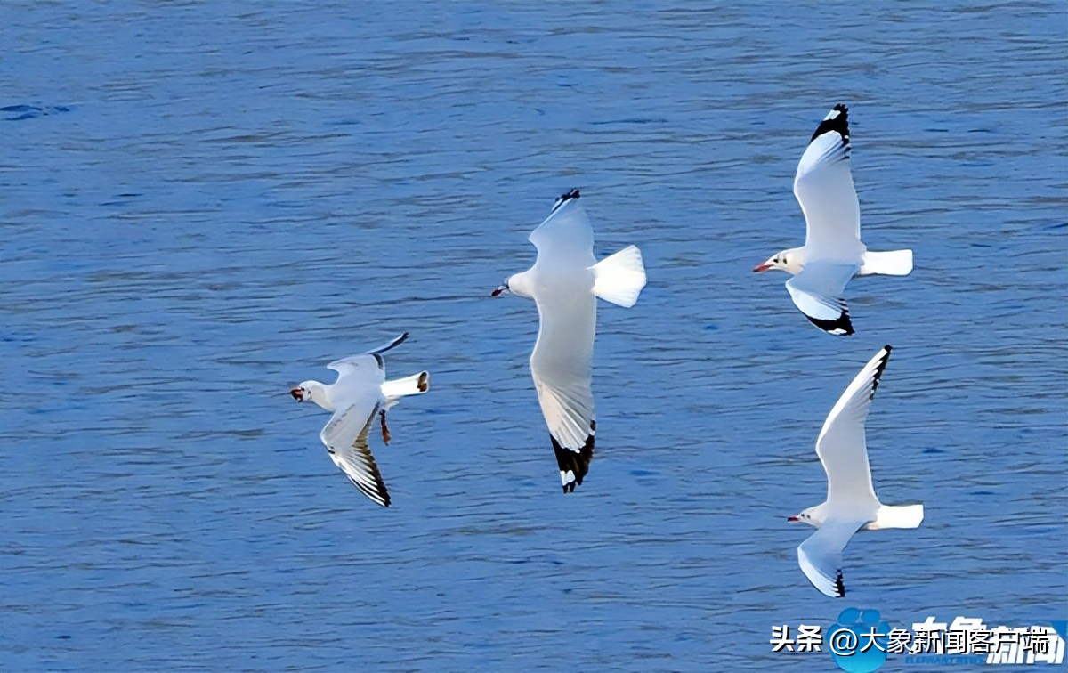 河南省黄河迎宾馆雪景,洛阳春来花似锦