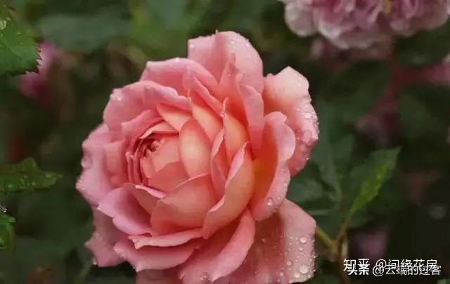 1到99朵玫瑰的含义图片,1到99朵玫瑰花语是什么