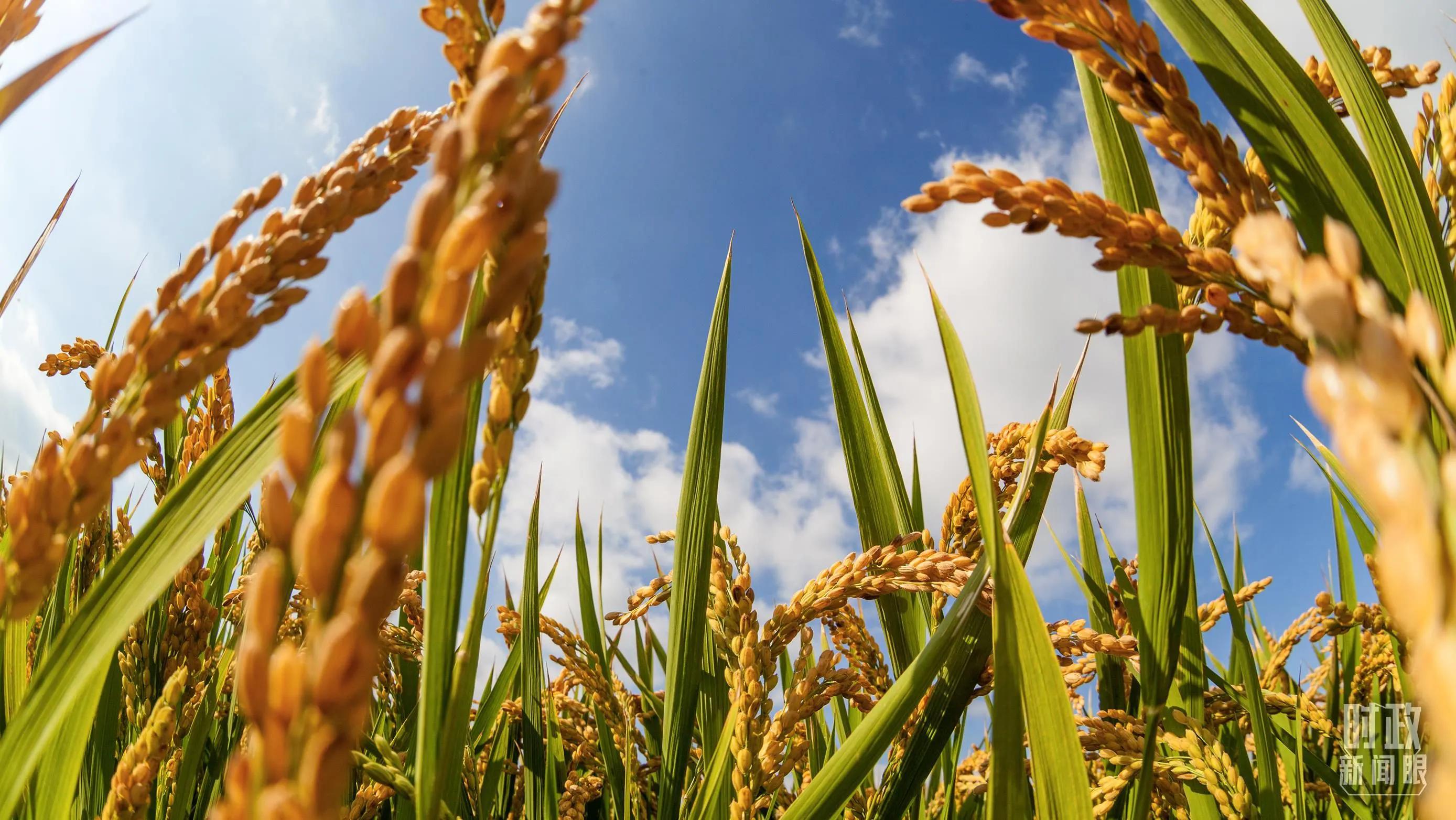 粮食安全和生态安全之间的关系,生态安全与粮食安全发展的措施