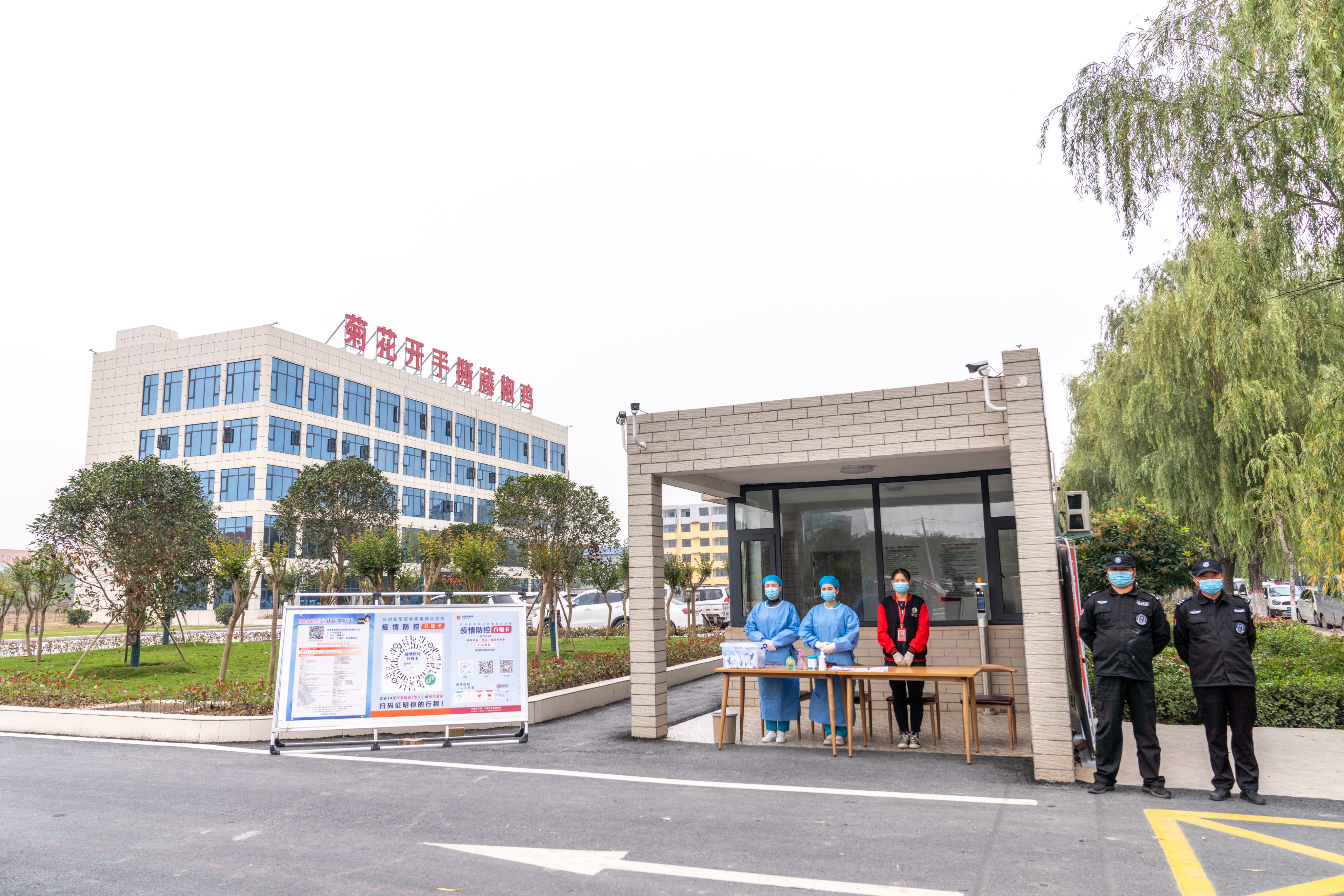 鹿邑菊花厂,鹿邑菊花种植户有哪些