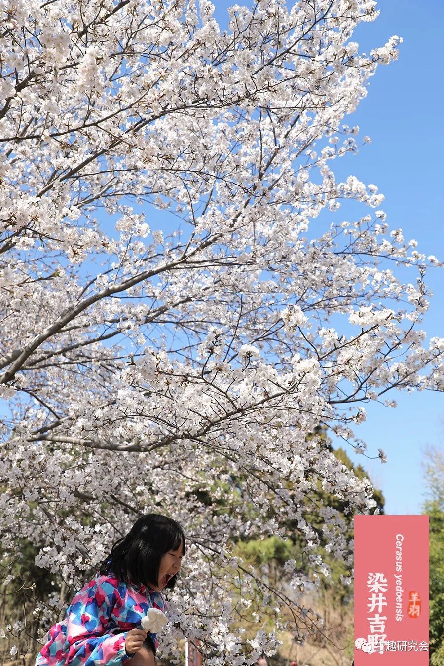 染井吉野樱花是什么樱花,大岛樱花和染井吉野樱的区别