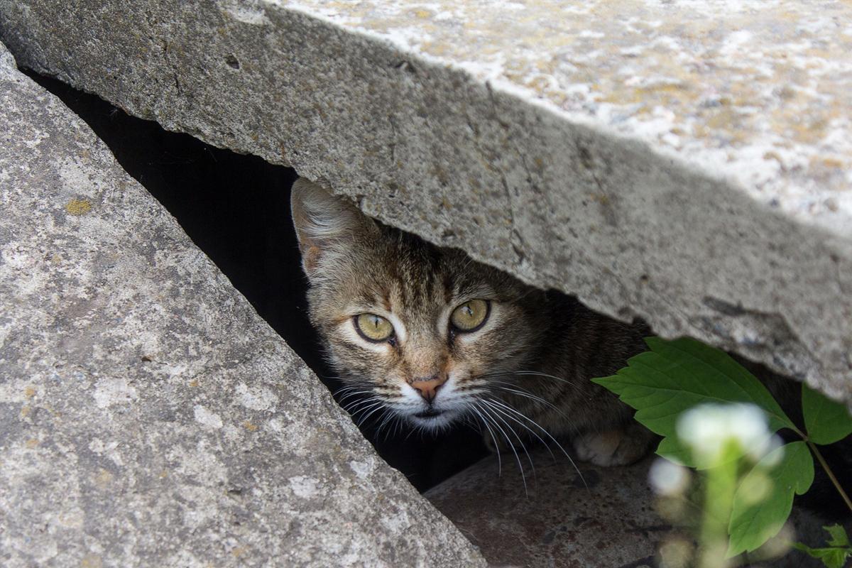 路上遇到流浪猫怎么办？不忍心看它这样居无定所，你可以这样做