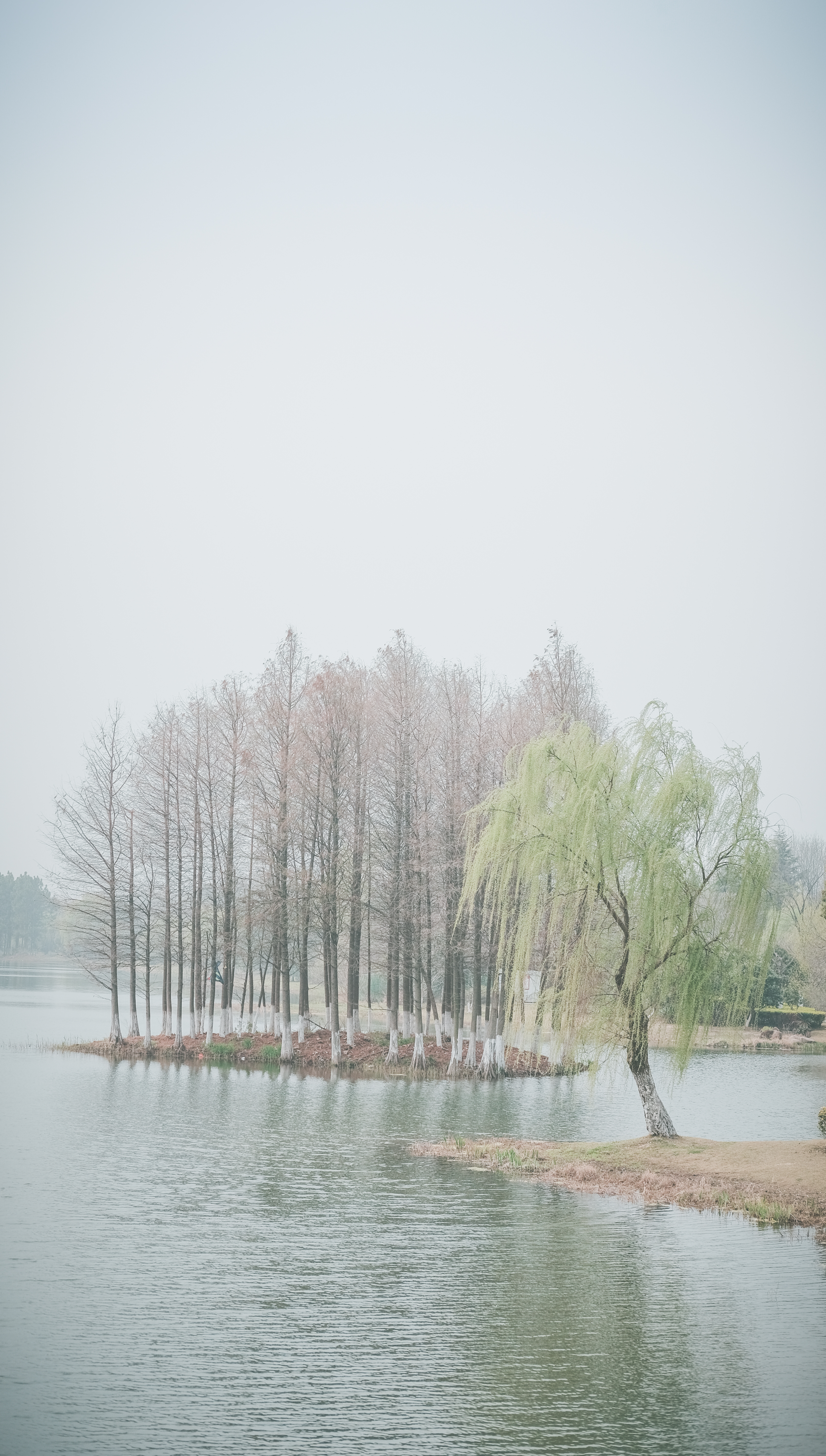 无锡踏青挖野菜好去处,无锡哪里可以挖得到野生的荠菜