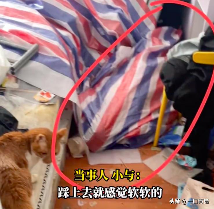 四川女子上门喂猫,女子兼职喂猫遇骚扰