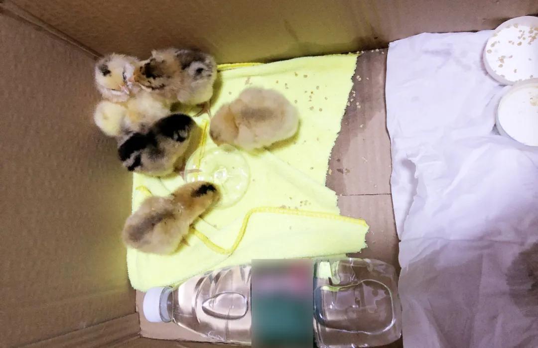 通过孵蛋学到了什么,第一次尝试孵蛋