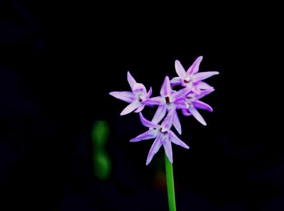 蓝珍珠花岗岩台阶,防滑槽花岗岩台阶