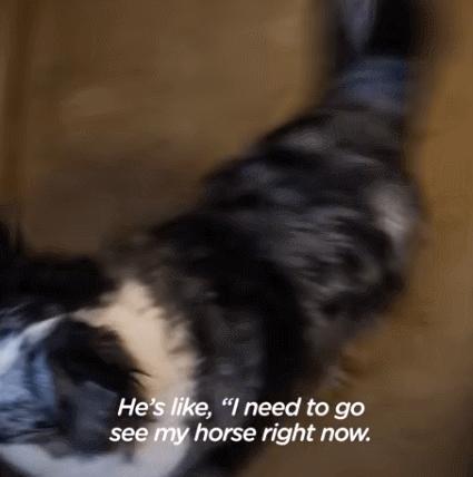 边牧和澳牧的混血狗狗,漂亮狗狗澳牧