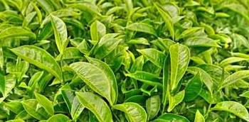 禅茶一味唐人饮茶,品味24小时健康茶生活