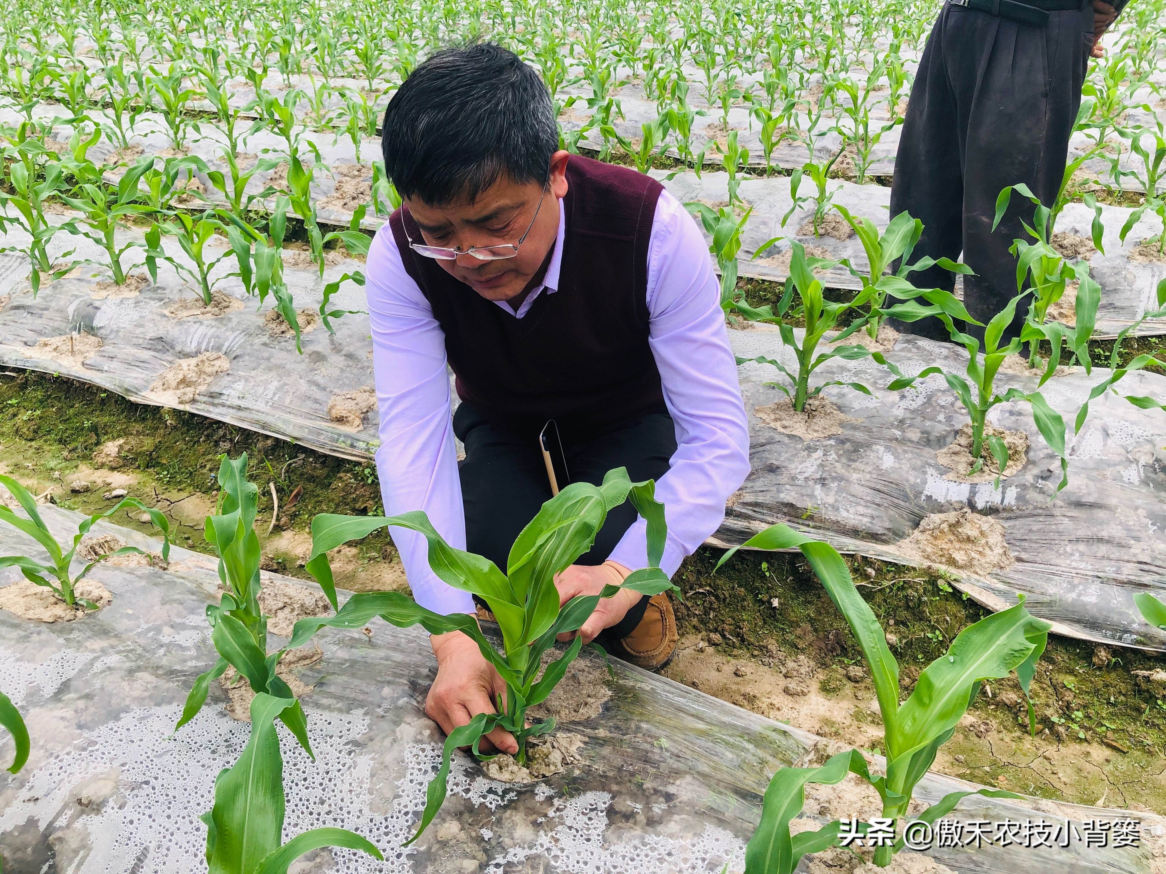 玉米根部出现畸形的原因,玉米卷叶头歪怎么办