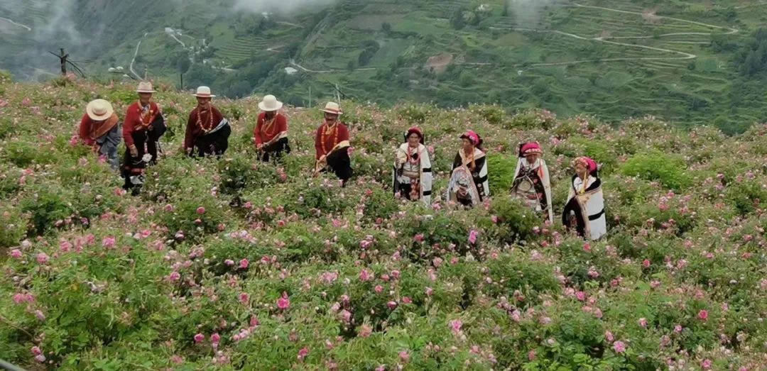 芒种行记丨四川小金县：奔赴一场玫瑰织就的寻香之旅（下）