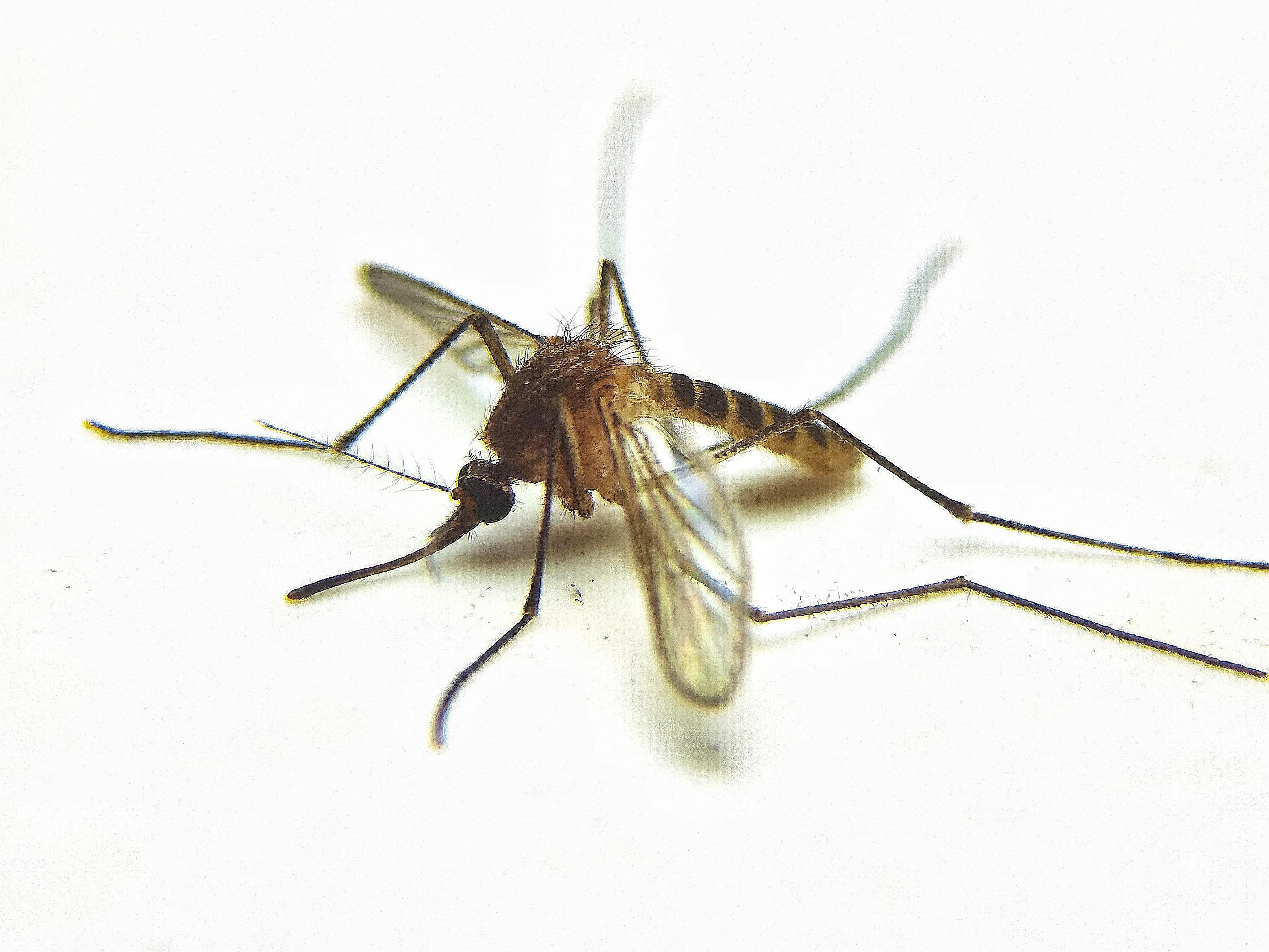 蚊子眼睛是什么样子的,科普蚊子眼睛