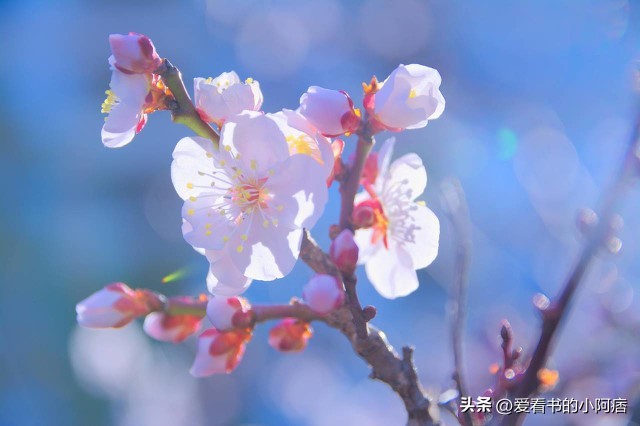 鏄ユ棩璇楄瘝闊抽,鏄ユ棩璇楄瘝瑙ｆ瀽