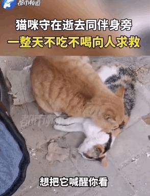 4个月的小奶猫爬上11楼求收养,破大防被拒绝
