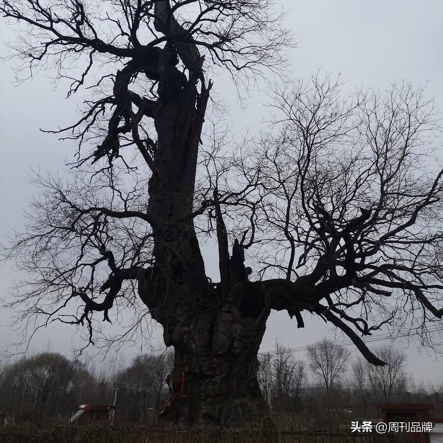 白家湾印象——打麦场与老槐树