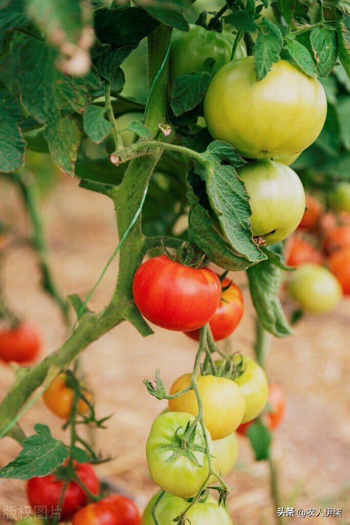 怎么区分西红柿是打药催熟的,怎样判断西红柿是催熟的