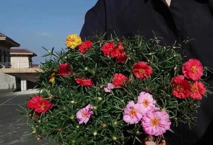 养花大全牡丹花如何养护,4种花好养又漂亮比牡丹美