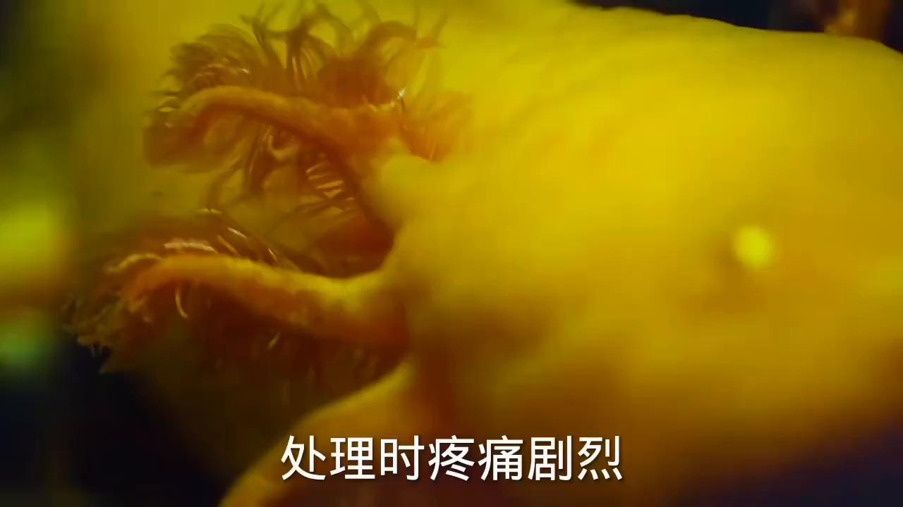 被家猫抓伤了该怎么处理,被家猫抓伤后会不会死