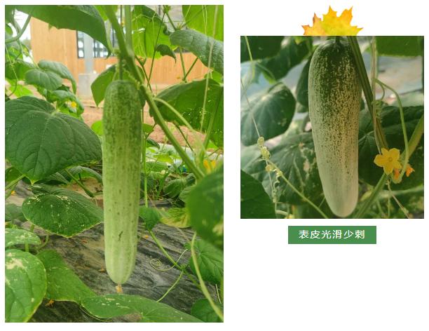 翡翠黄瓜冰糖葫芦,翡翠黄瓜和田玉