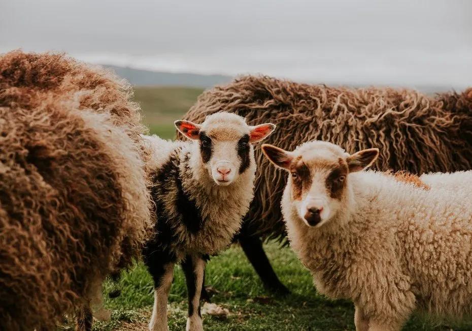 懂行的人为什么只买英国毛衣,英国毛衣