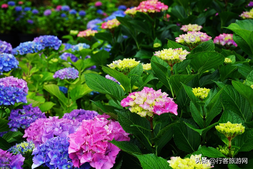 韩国济州岛和美国夏威夷,济州岛游玩