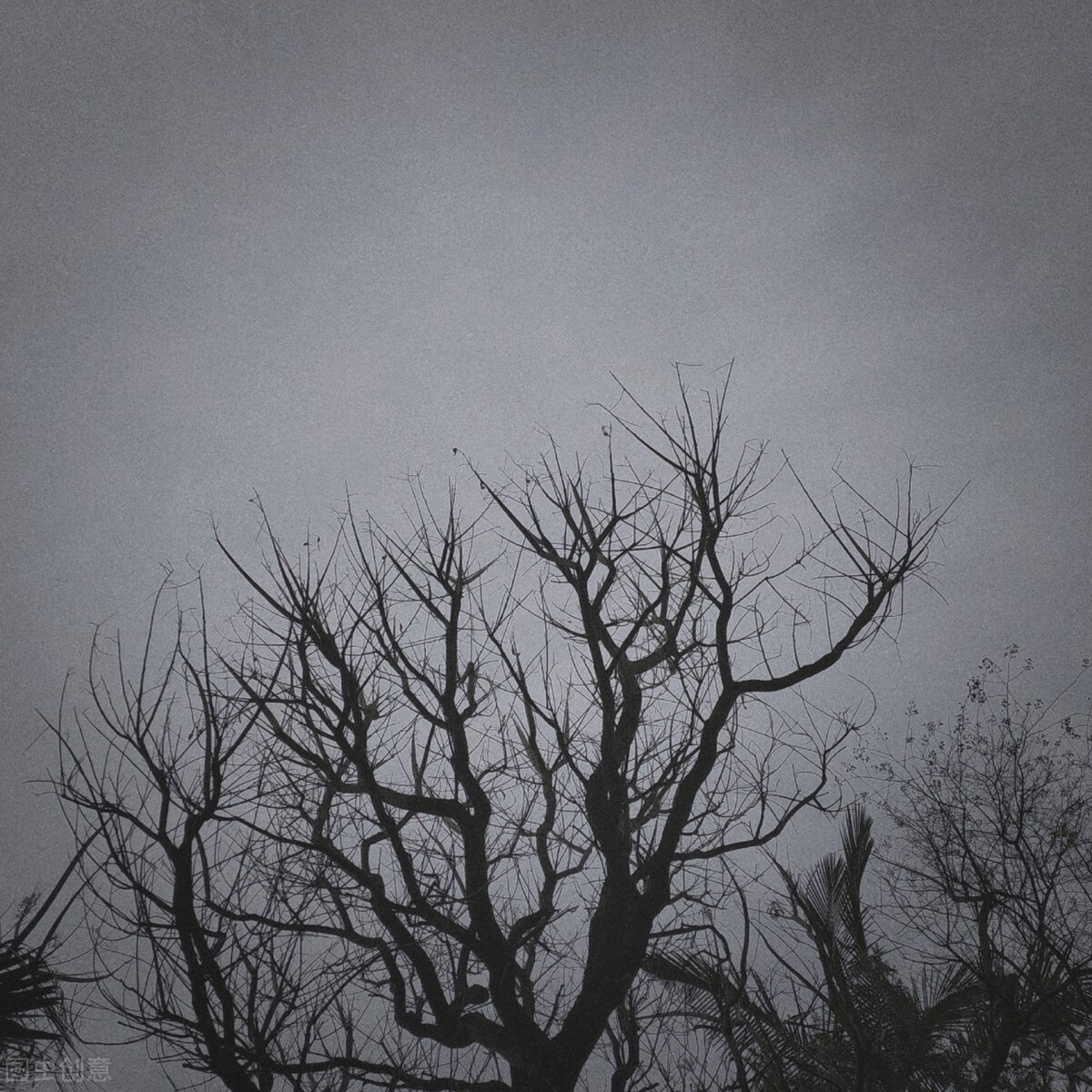 离离原上草一岁一枯荣的翻译,离离原上草一岁一枯荣诗句的意思