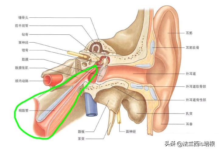 打呵欠为什么鼓膜会膨胀？科学家首次找到证据，解锁人类祖先是鱼