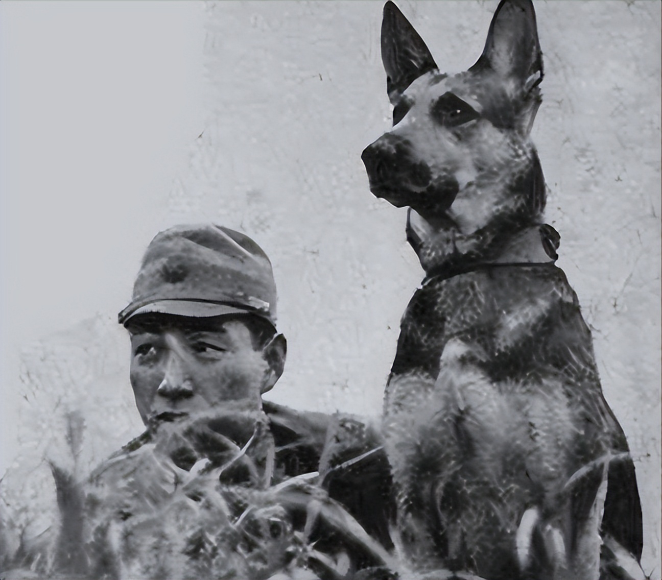 1939年日本狼狗部队,董翰良训练中国狼狗