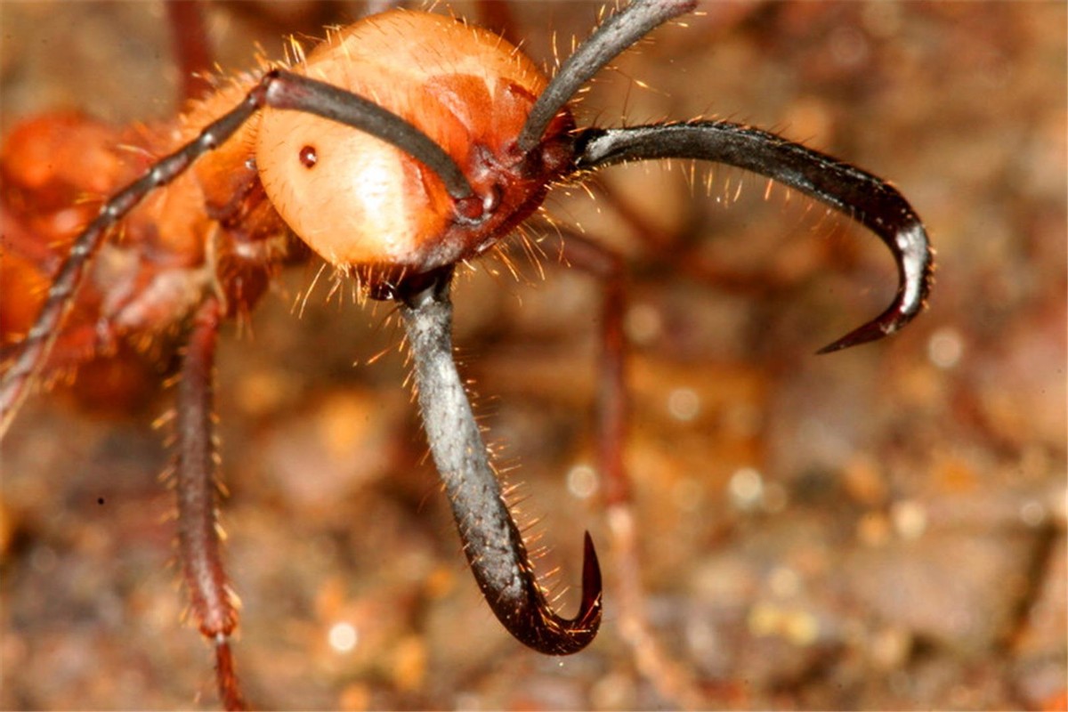 澳洲连蚂蚁都是狠角色？父子露营发现蚂蚁撕咬毒蛇，差点只剩白骨