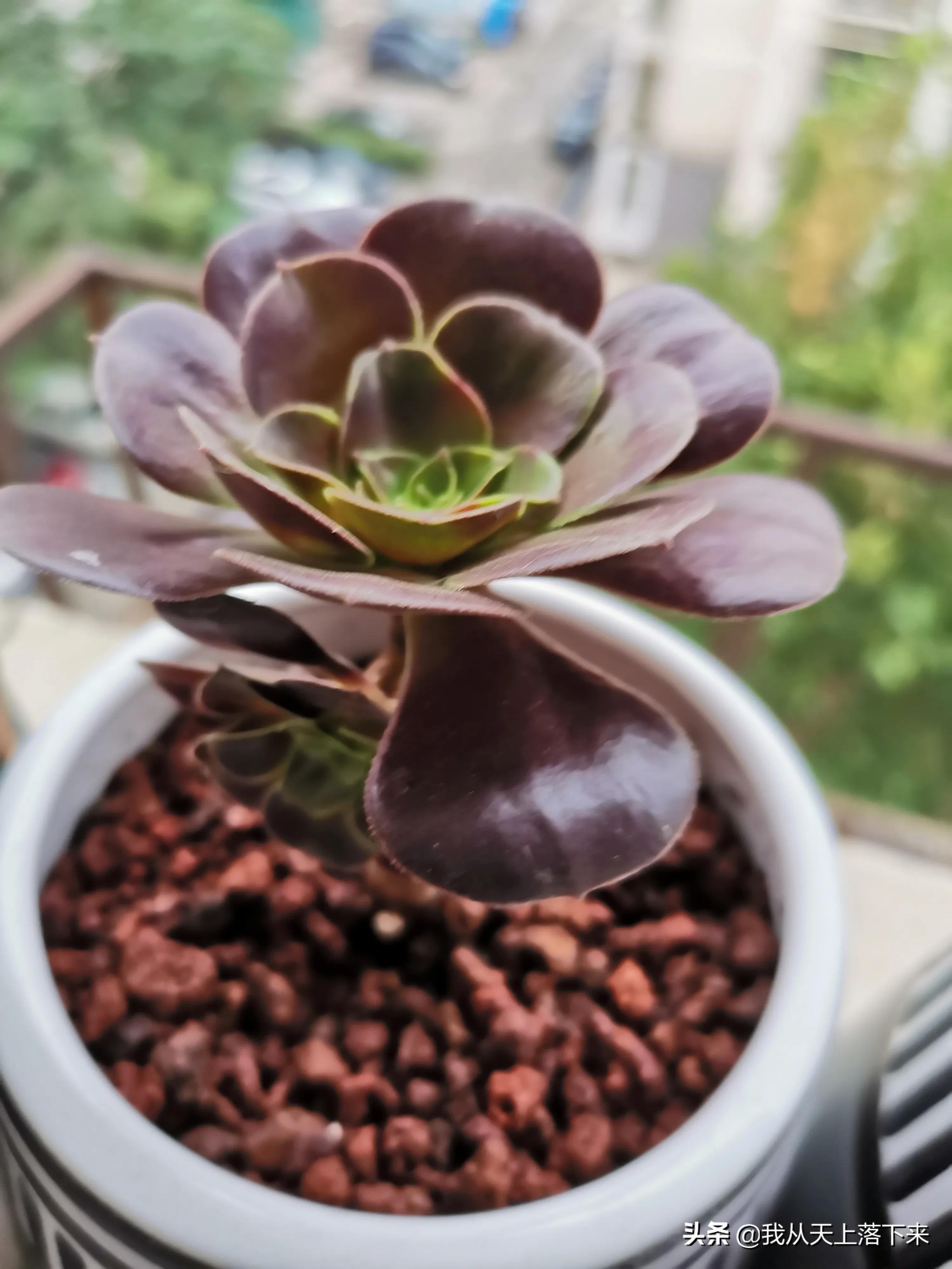 多肉品种及图片大全欣赏,多肉品种辨别图片大全欣赏