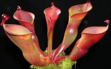 科普盘点捕虫子的植物,所有捕虫植物介绍