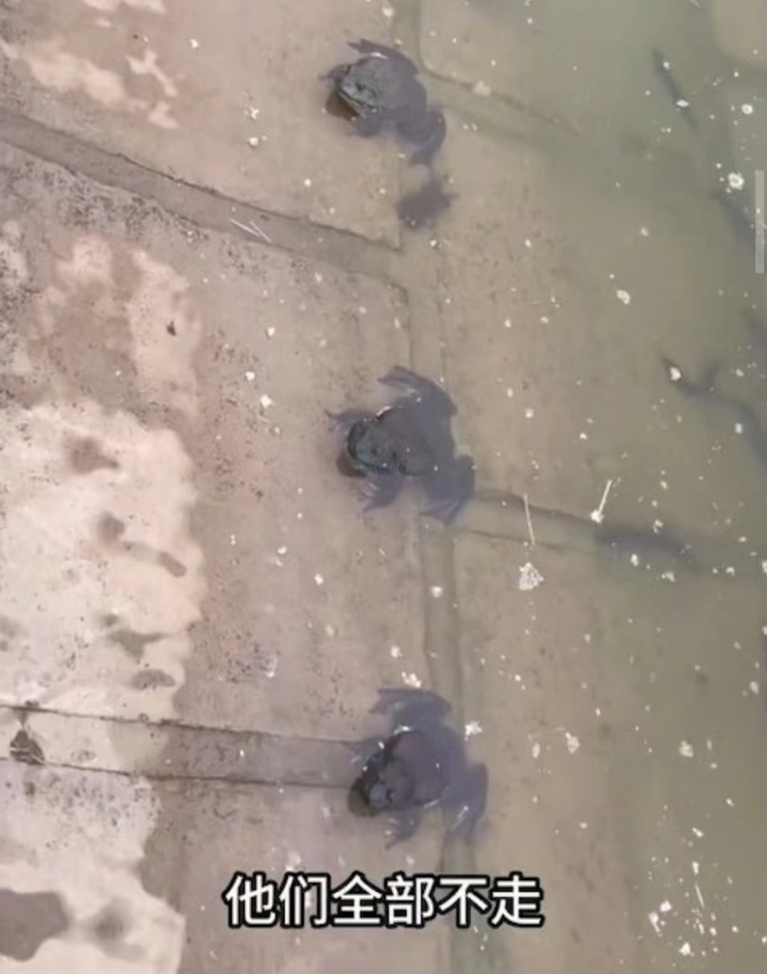 好心做坏事！TVB前女星带女儿郊外大量放生牛蛙，被网友批没常识