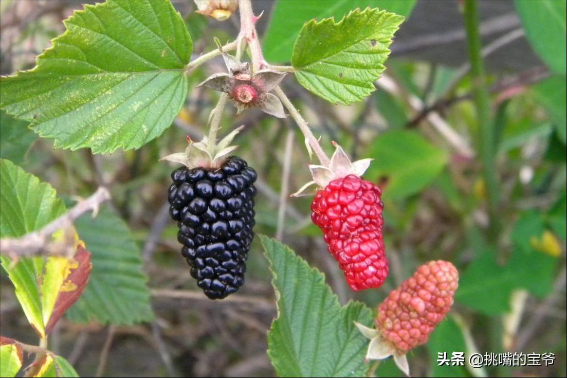 非洲岛国佛得角，10%的食物靠进口，5种特产水果，一定要试试