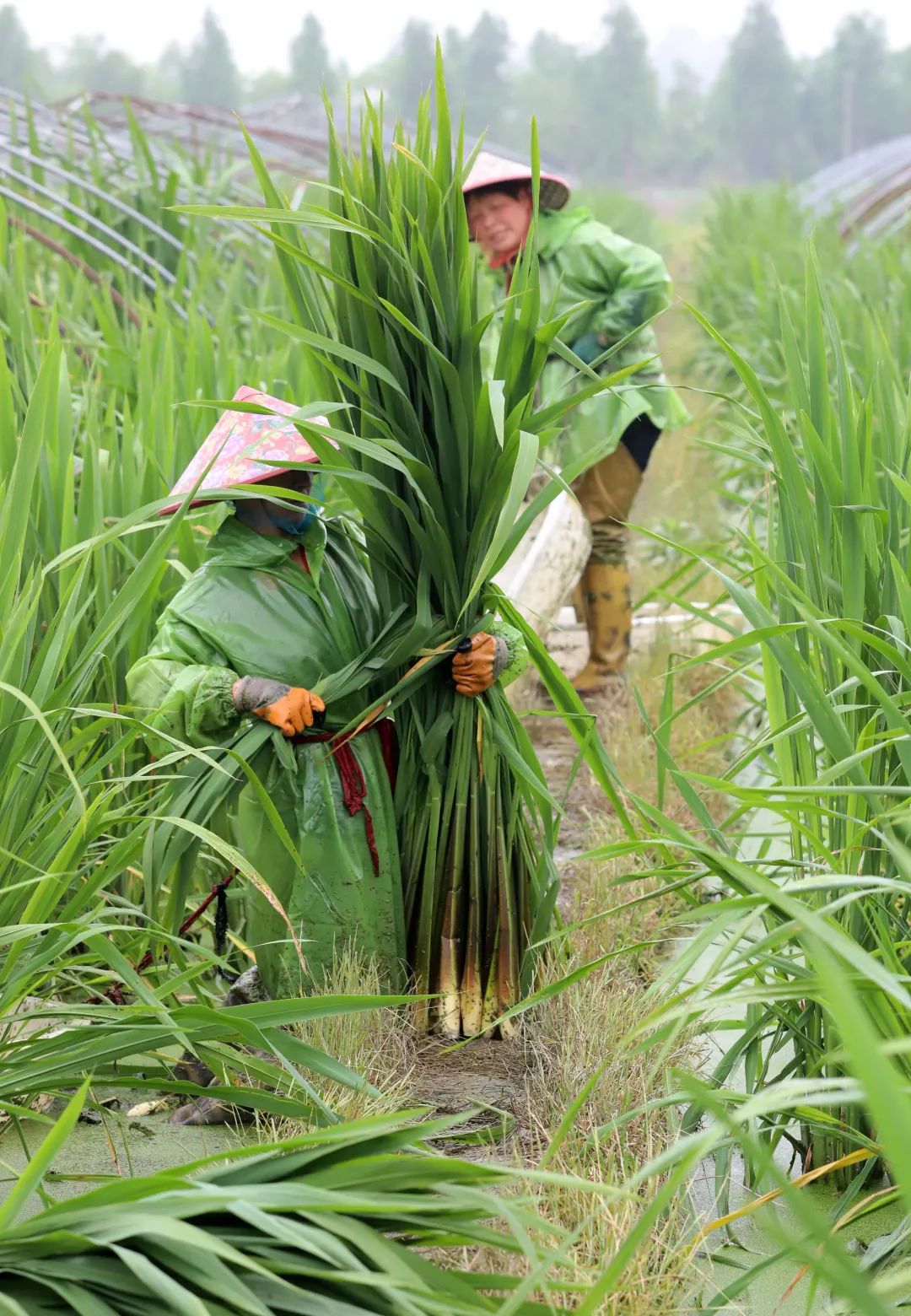 这个周六，瓶窑张堰千“茭”百态初夏游，约不？