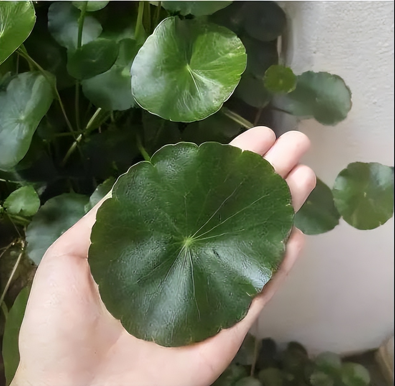 养花达人必备的44个养花绝技,8个实用的养花小技巧