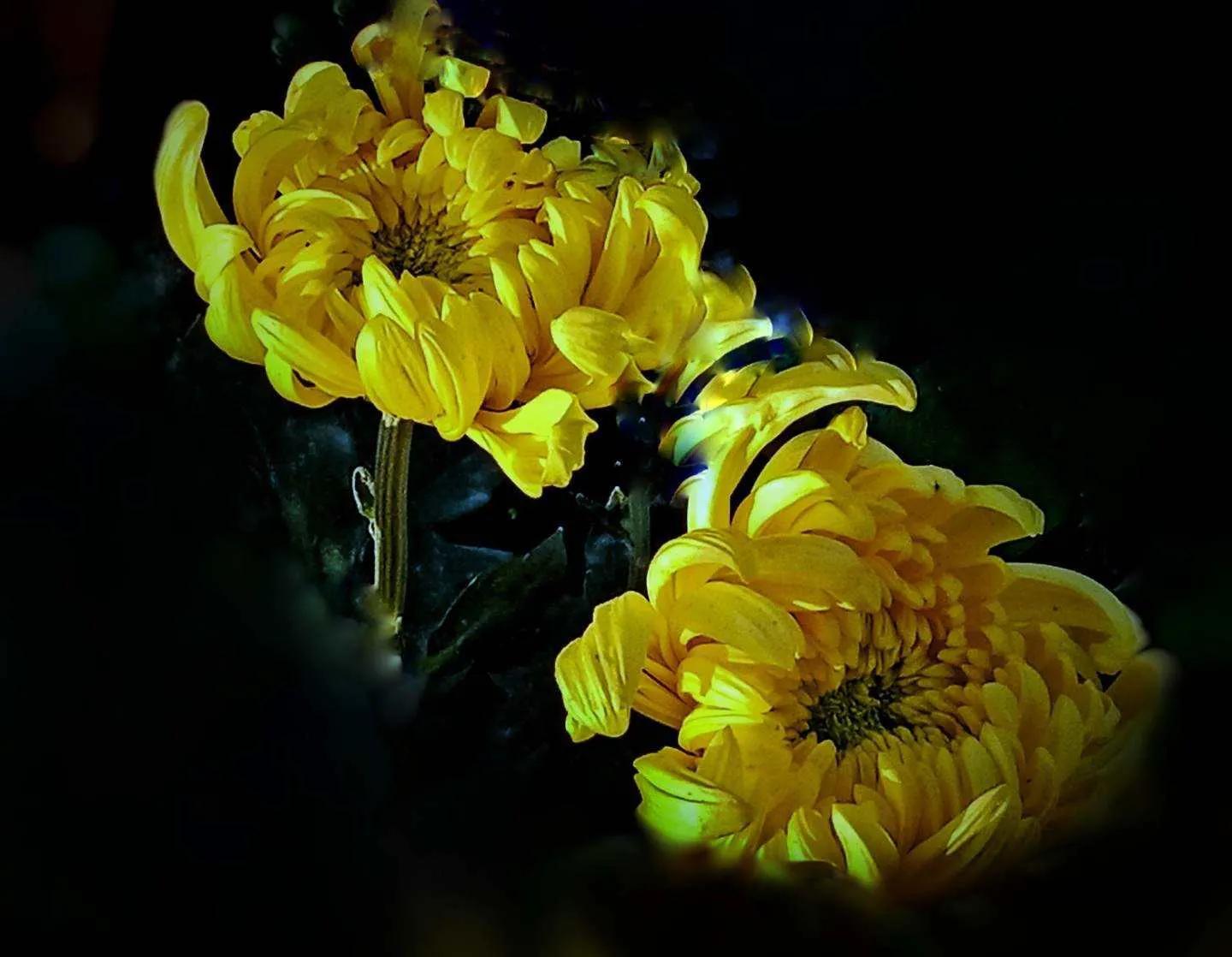 观赏鲜菊花,中华菊花欣赏