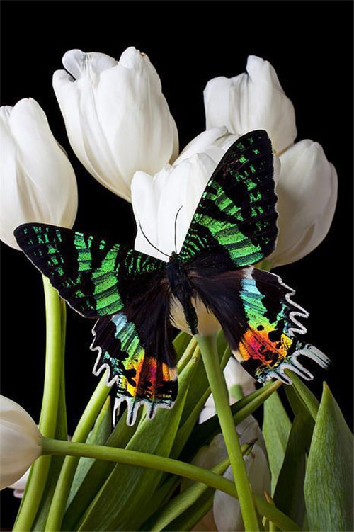 分享——自然界最美丽的蝴蝶,优美的身姿,轻盈的体态飘舞花丛中