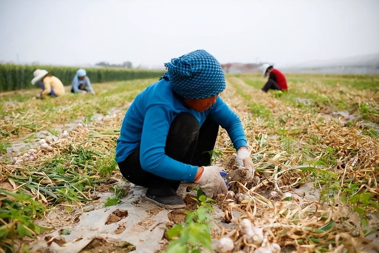 电商助力金乡人，打得一手好“蒜”盘