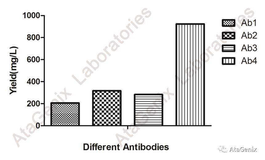 cho细胞是中国仓鼠卵巢细胞吗,中国仓鼠卵巢细胞属于什么细胞