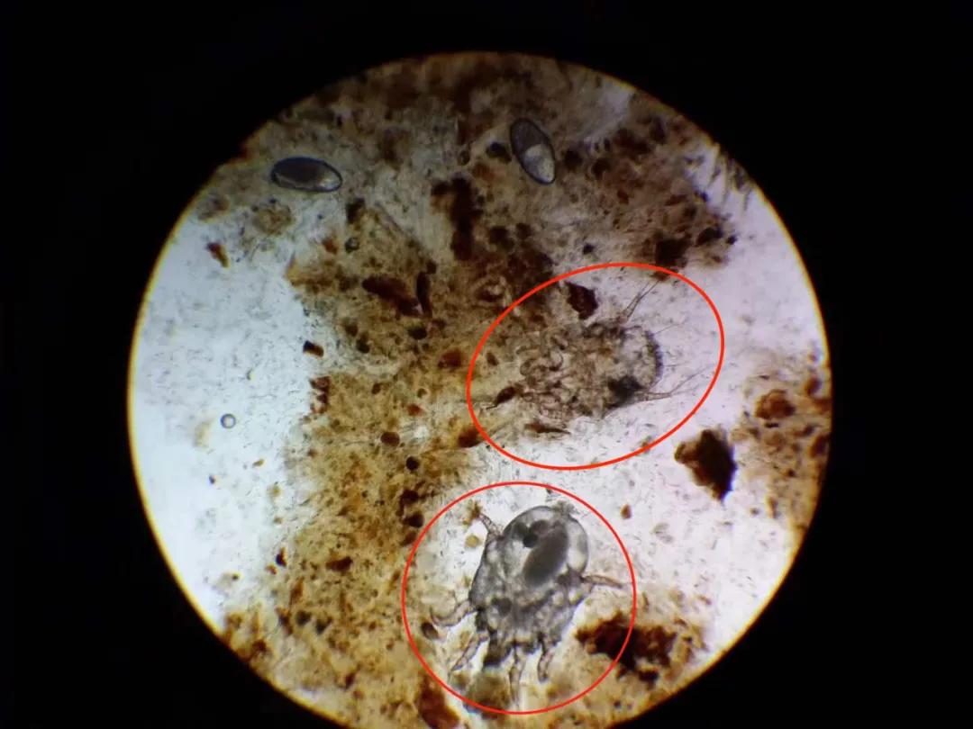 猫咪洗澡耳朵进水了怎么办,猫咪在宠物店洗澡做出的应激反应