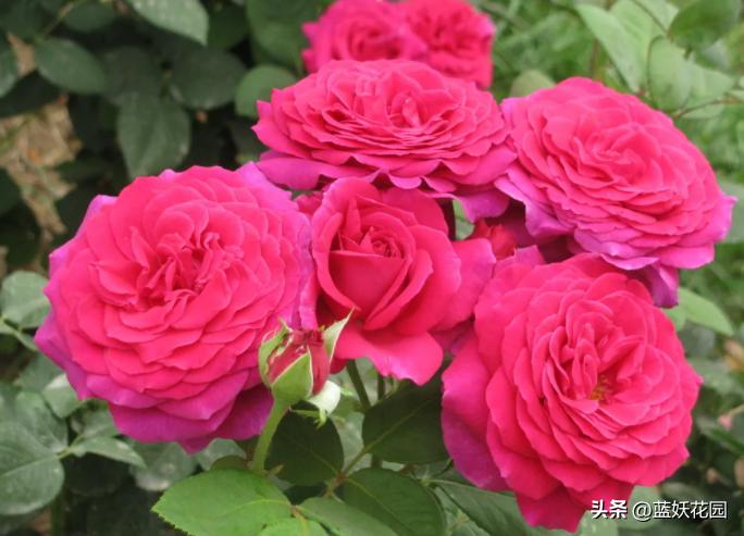 月季顶端枝接如何防止黑杆,月季修剪后上面黑杆了怎么办