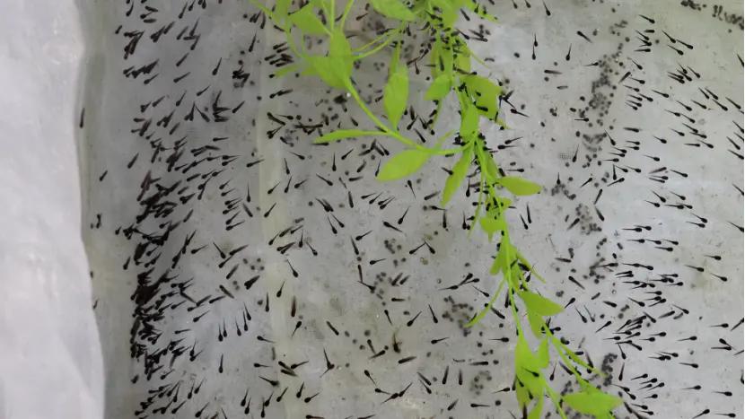 婀栧崡闆櫀鐢熺墿绉戞妧鏈夐檺鍏徃瀹樼綉,婀栧崡闆櫀鐢熺墿绉戞妧鏈夐檺鍏徃