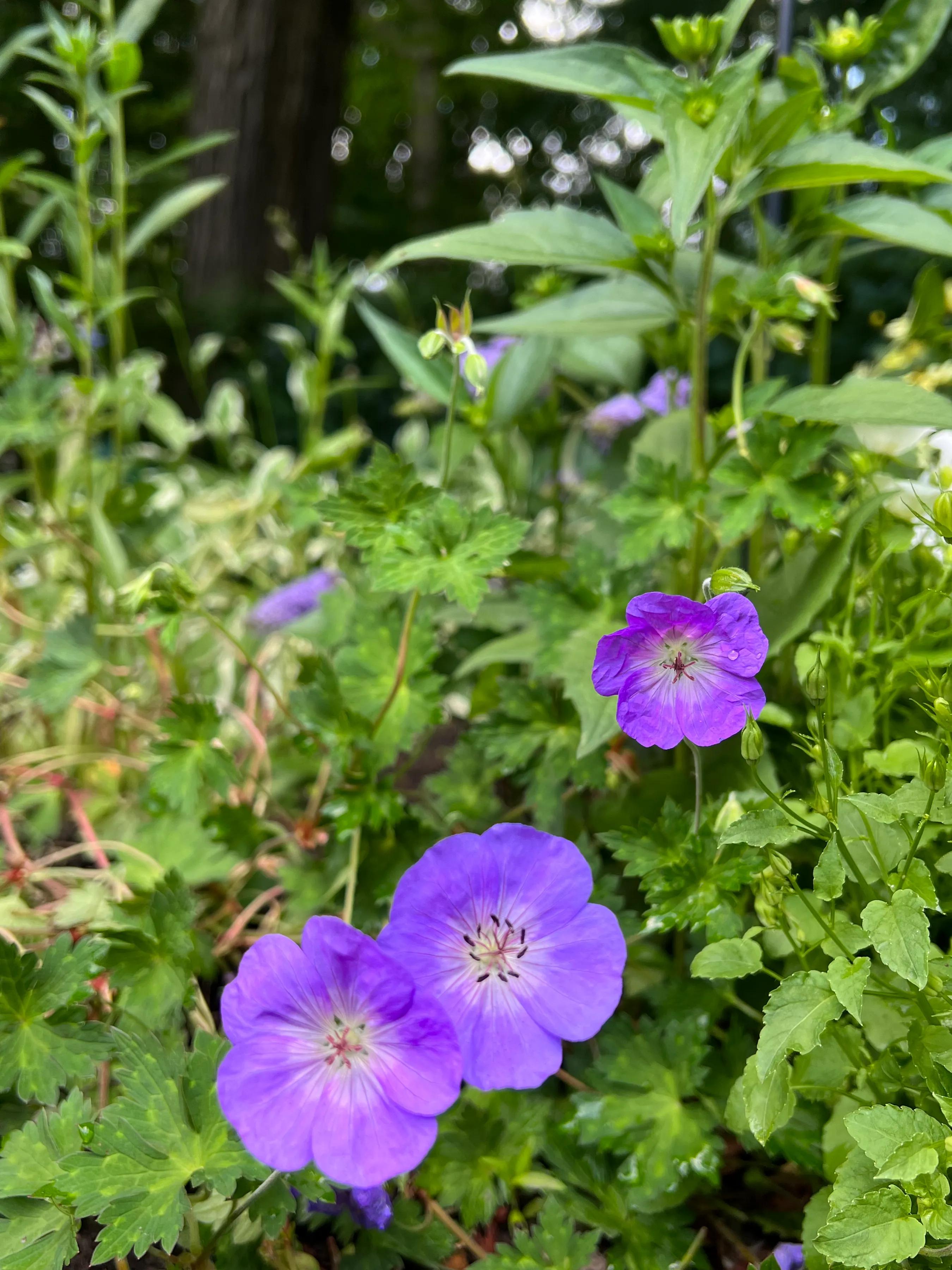 分享六月底七月初我家庭院里盛开的花们