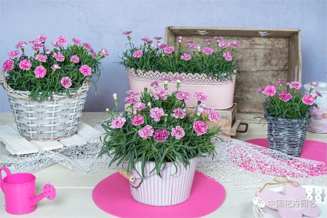 鑺卞崏鍝佺灞曠ず,鏂颁紭鑺卞崏鍝佺灞曠ず