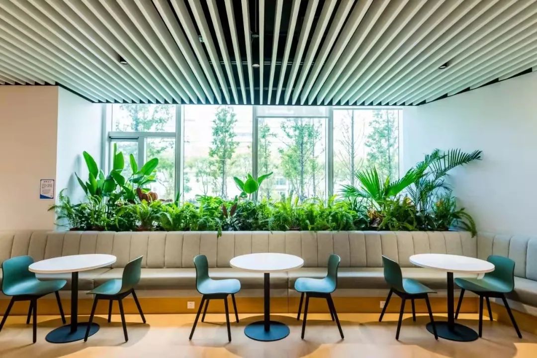 办公室必买的绿植,适合办公室的大型绿植大全