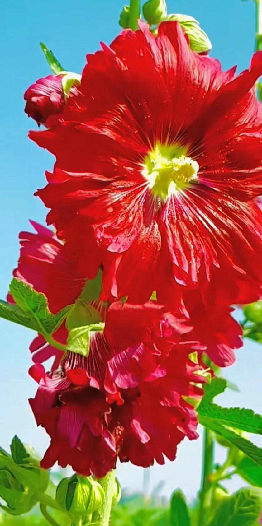 蜀葵花唯美大图片,世上最美的蜀葵花图片图文