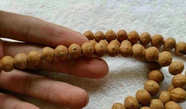 凤眼菩提眼里有坑,凤眼菩提哪年最疯狂