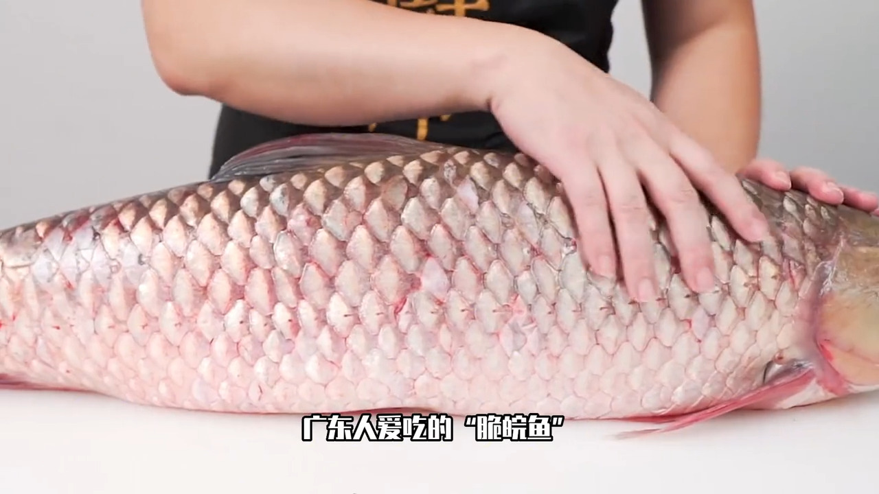 鲩鱼和脆肉鲩有什么区别,脆肉鲩除了草鱼还有其他鱼吗