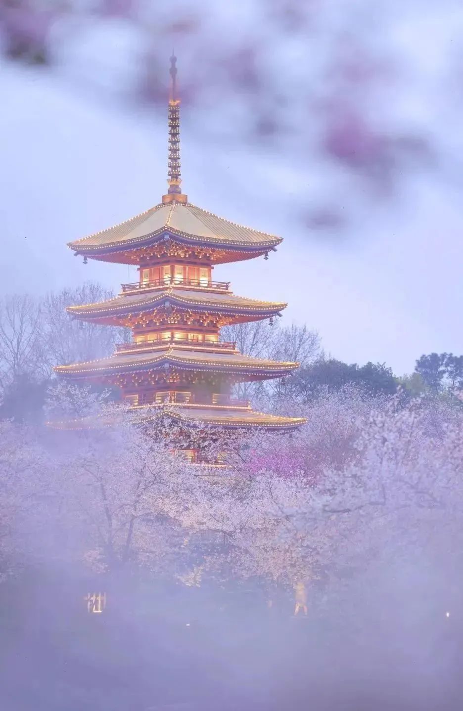 日本100个最佳樱花景点,日本十大樱花景点