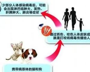 猫咪疾病会传染人吗,猫咪常见容易传染给人的疾病