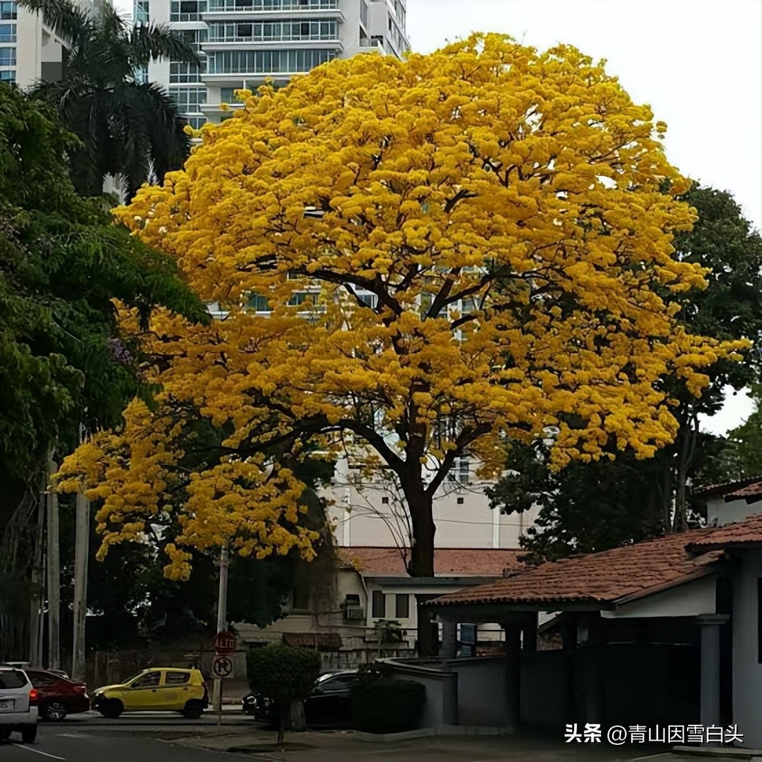 江苏高杆行道树常用树种,城市行道树树种单一
